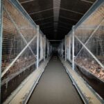 Cet &eacute;levage vend&eacute;en fournit en oeufs de caille la Fili&egrave;re Qualit&eacute; Carrefour. Les animaux vivent dans des conditions insalubres et cruelles.