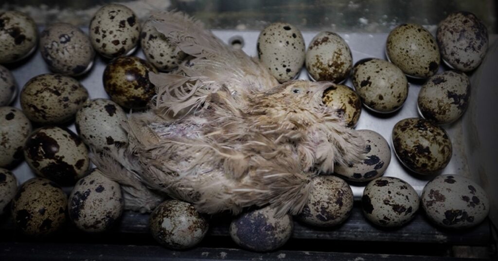 Enquête dans un élevage de cailles qui pondent des oeufs pour la Filière Qualité Carrefour.