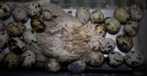 Enquête dans un élevage de cailles qui pondent des oeufs pour la Filière Qualité Carrefour.