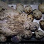 &Eacute;levage de cailles Fili&egrave;re Qualit&eacute; Carrefour