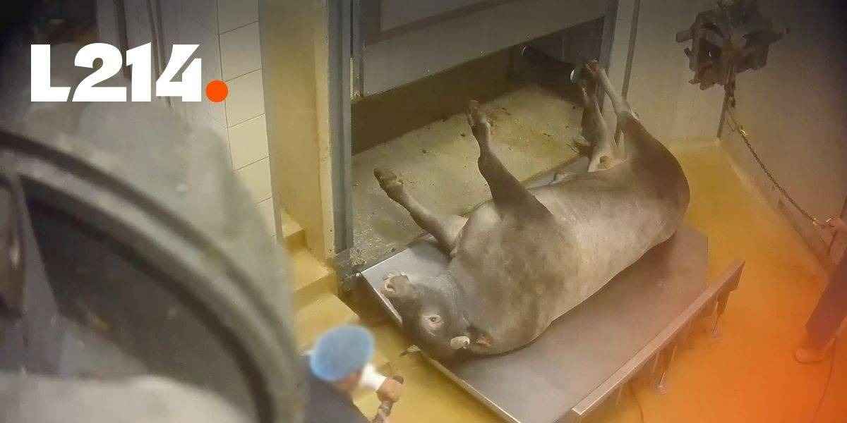 Une vache au sol à l'abattoir de Bazas