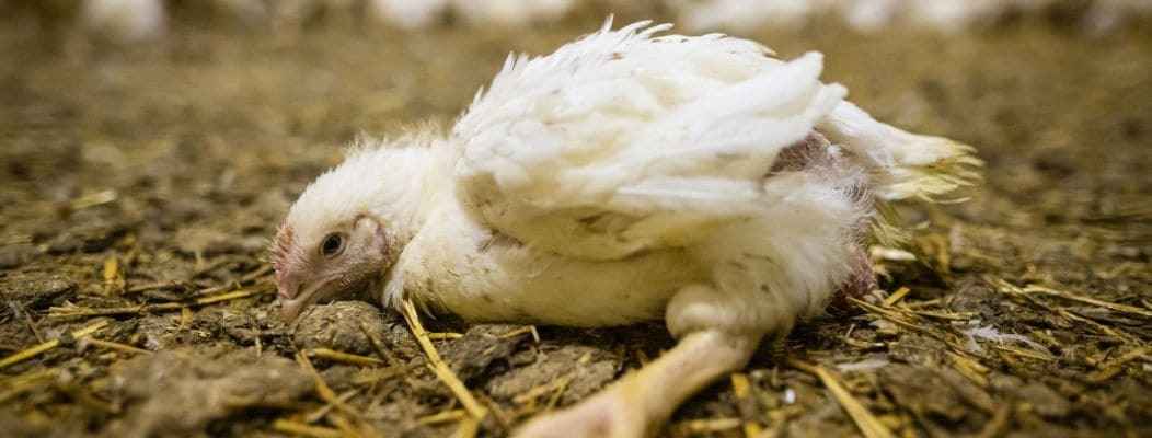 Poulet agonisant dans un élevage DUC dans l’Yonne