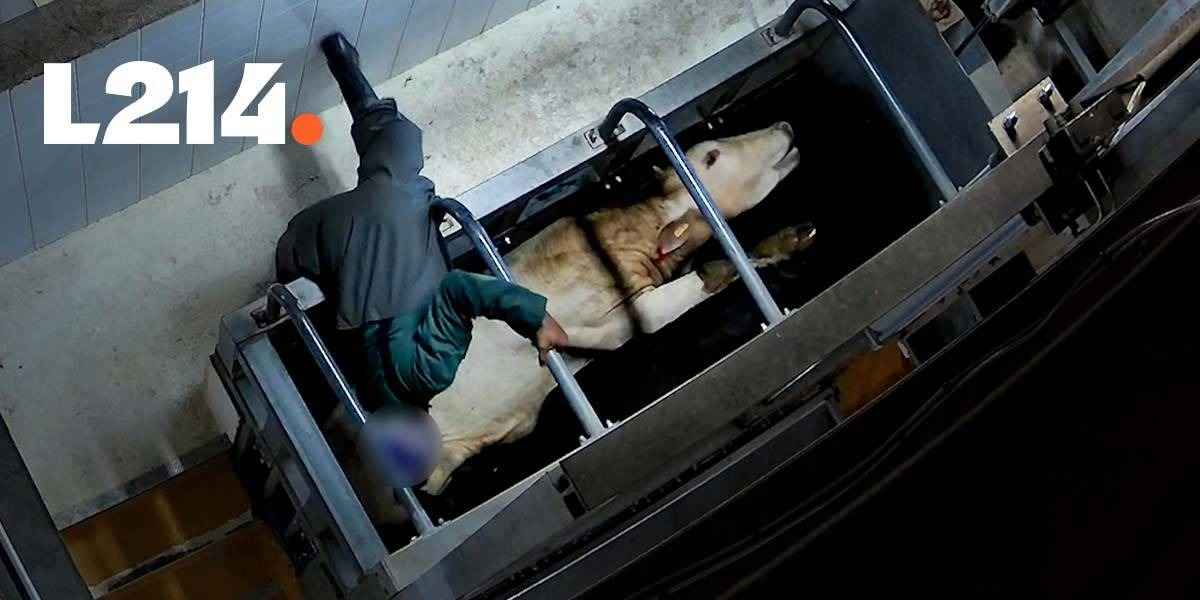 Une vache en détresse dans le box de contention