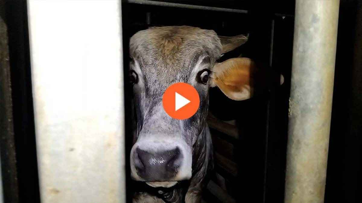 Le regard effrayé d'une vache à l'abattoir