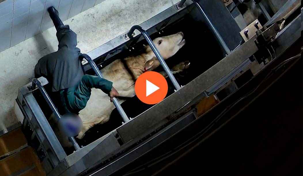 Voir la vidéo de l'enquête