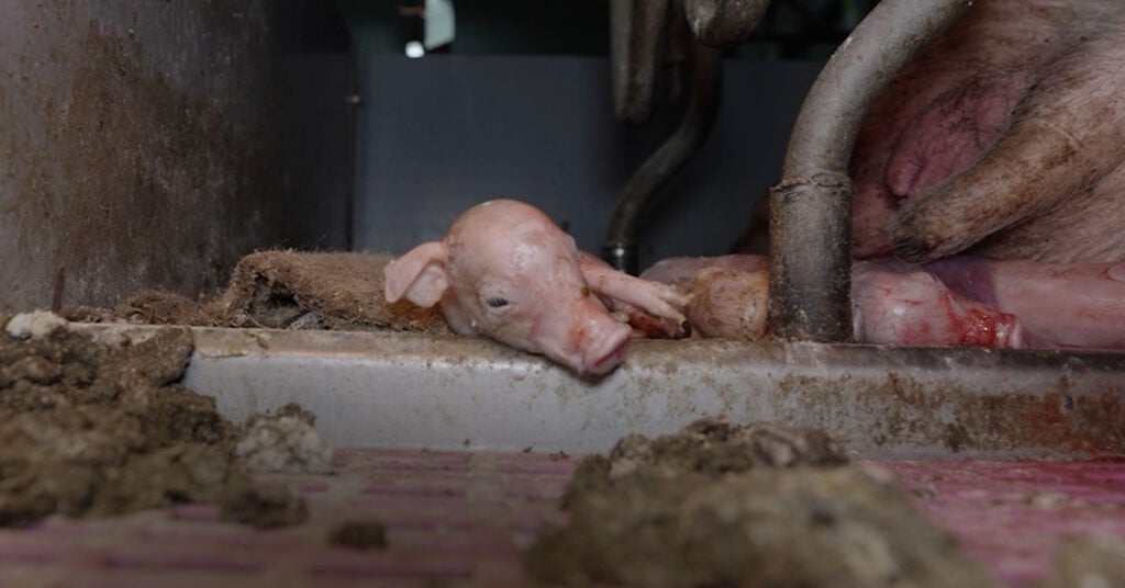 Un porcelet à l'agonie dans une maternité collective de truies en Bretagne (Kergrist)