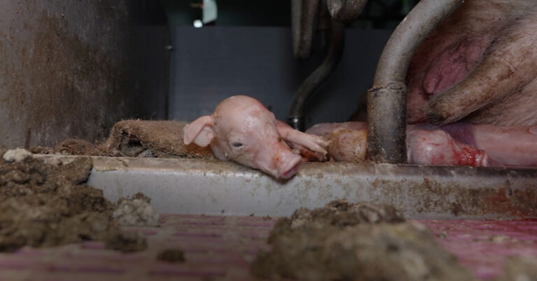 Un porcelet à l'agonie dans une maternité collective de truies en Bretagne (Kergrist)