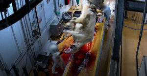 Abattage d'une vache à l'abattoir du Lamentin en Martinique