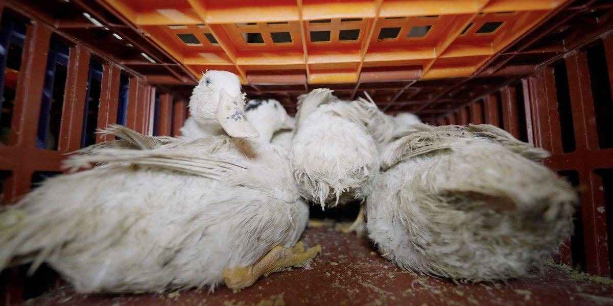 Canards entassés dans une caisse de transport