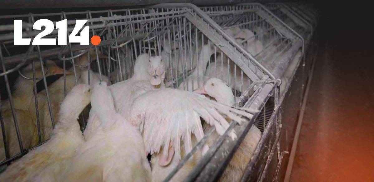 Canards entassés dans une cage de gavage