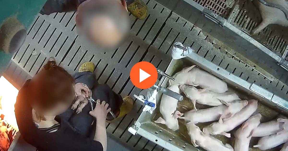 capture vidéo de castration à vif de porcelet