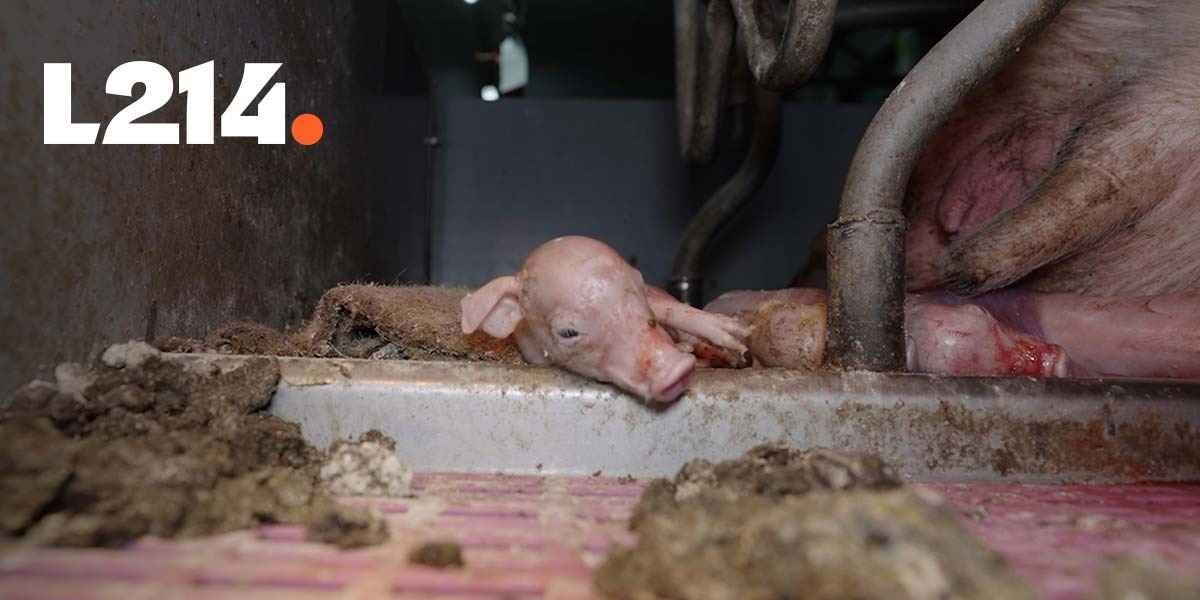 Un porcelet agonisant à côté de sa mère dans une cage, entouré de déjections