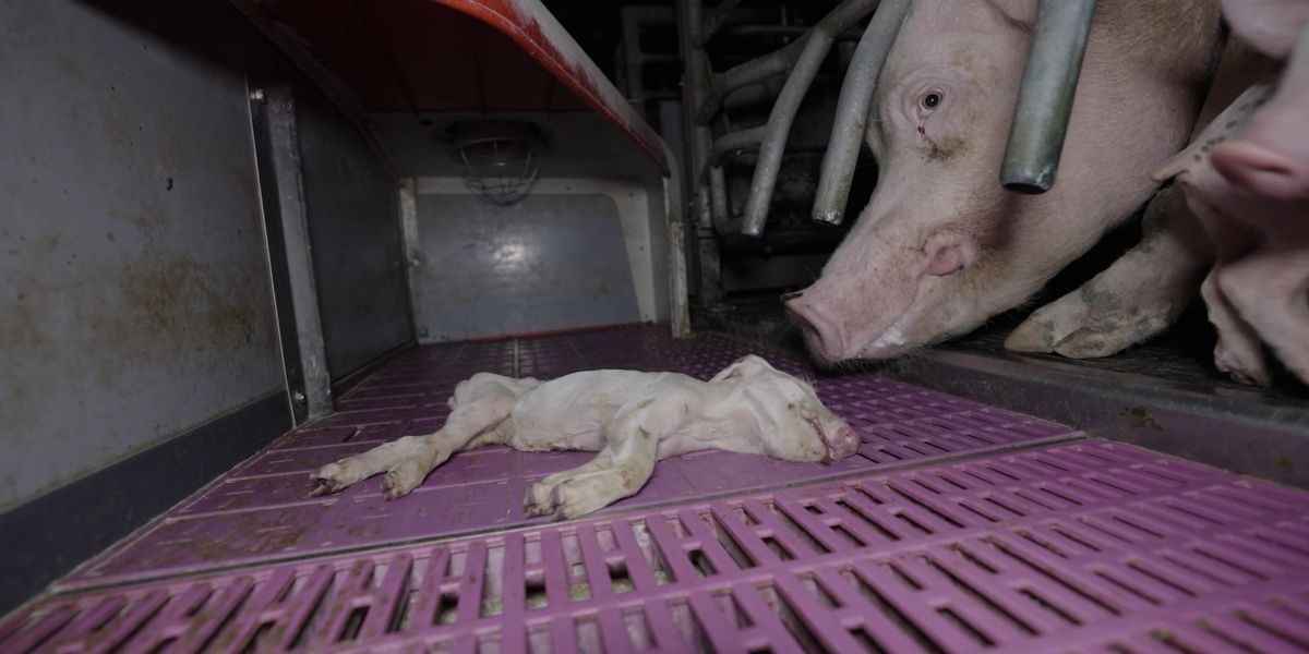Une truie en cage regarde tristement son porcelet mort