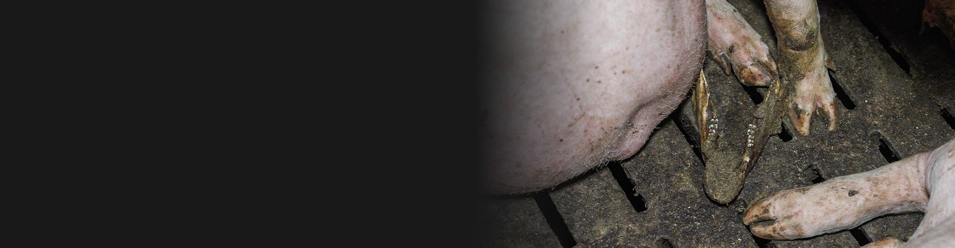 Une m&acirc;choire de cochon au milieu des animaux vivants
