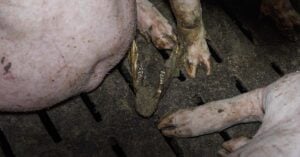 Une mâchoire de cochons en plain milieu d'une case où sont élevés des cochons
