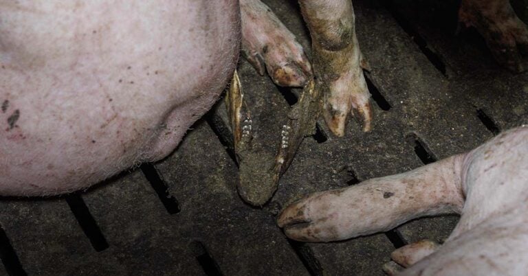 Une mâchoire de cochons en plain milieu d'une case où sont élevés des cochons