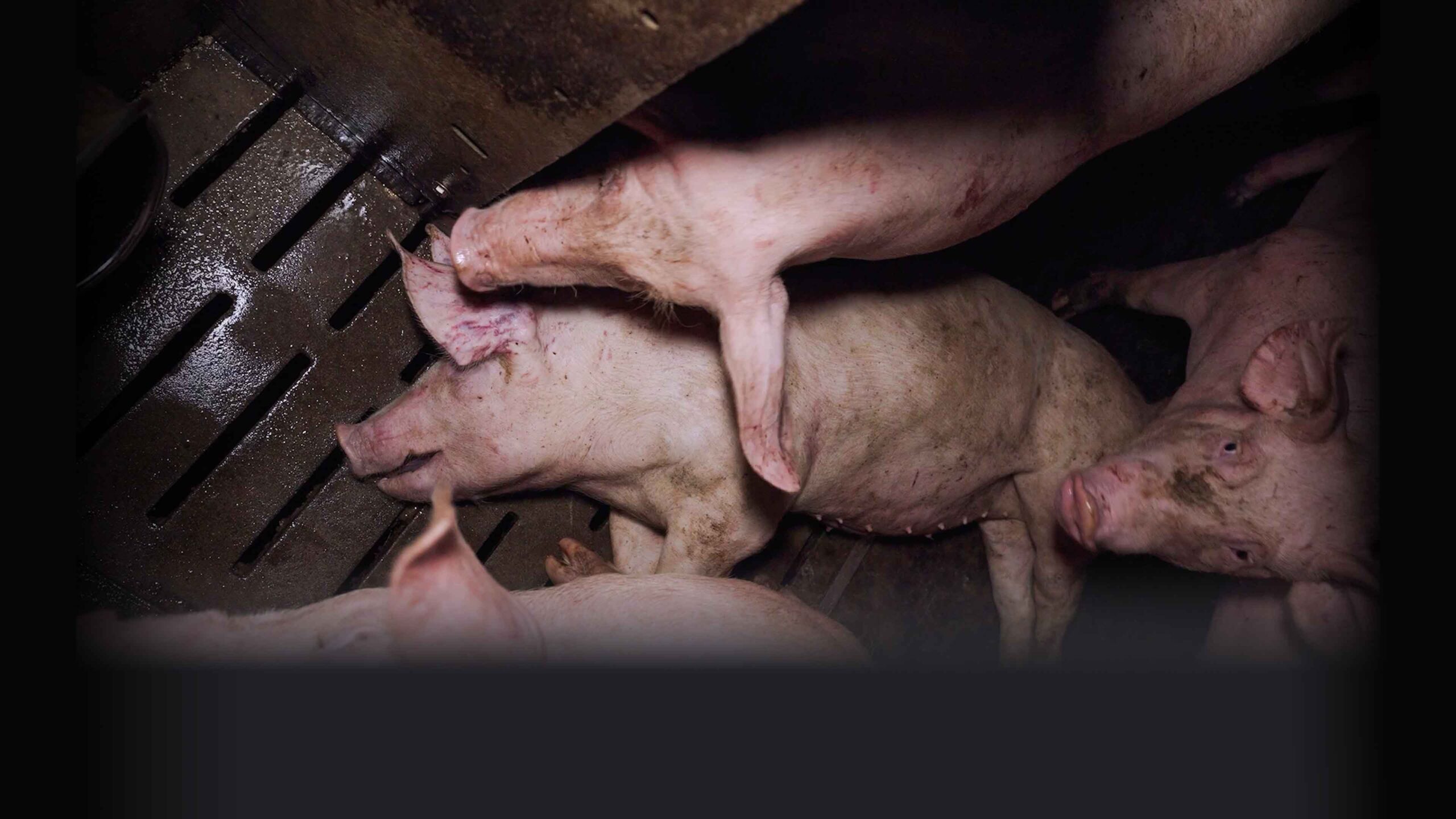 Ce jeune cochon est mort dans cet &eacute;levage intensif de Lannilis dans le Finist&egrave;re.