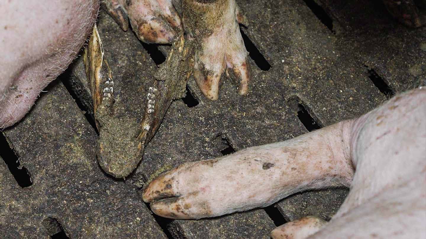 Une m&acirc;choire de cochon au milieu d'un &eacute;levage de cochons &agrave; Lannilis dans le Finist&egrave;re