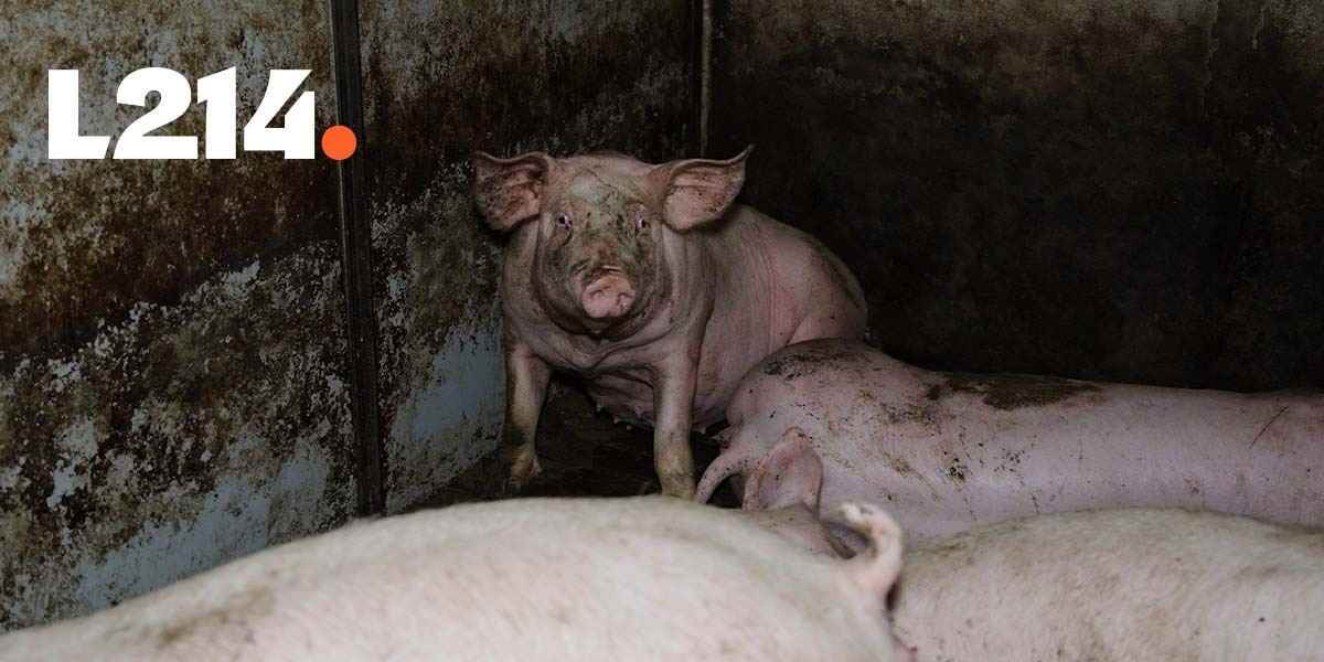 Un cochon blessé, recroquevillé dans un coin sale et entouré de congénères
