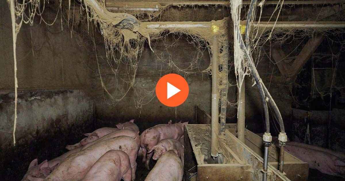 Des cochons dans l'élevage insalubre en Bretagne