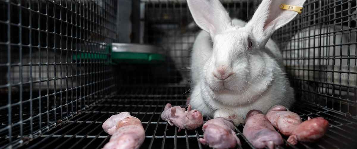 une lapine en cage et ses lapereaux nés sur du grillage