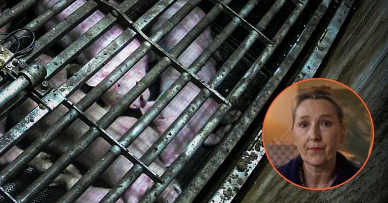 L'écrivaine Marie Darrieussecq présente l'enquête de L214 sur l'étourdissement au gaz CO2 des cochons dans un abattoir Cooperl fournissant Carrefour.