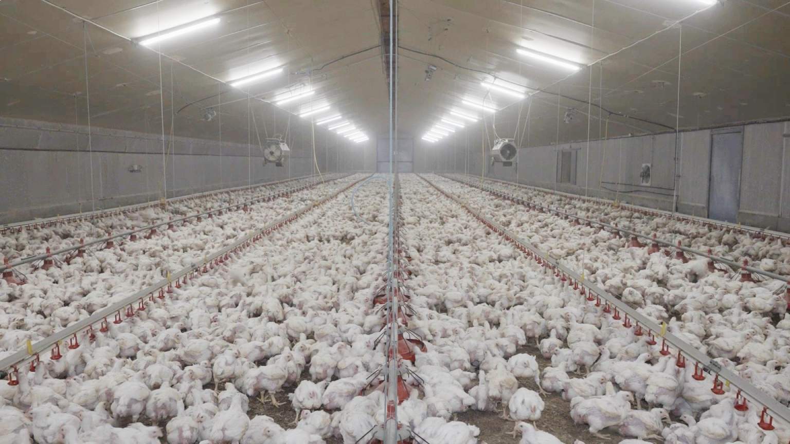 Poulets En Batiment
