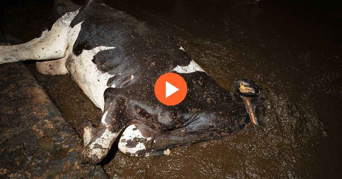 Une vache décédée en partie ensevelie dans une épaisse couche d'excréments