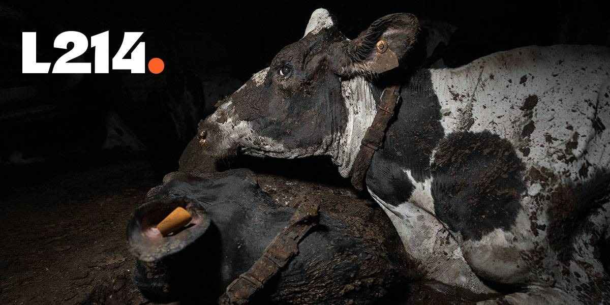 Une vache à l'agonie 