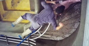 Un opérateur donne un coup de poing à un cochon