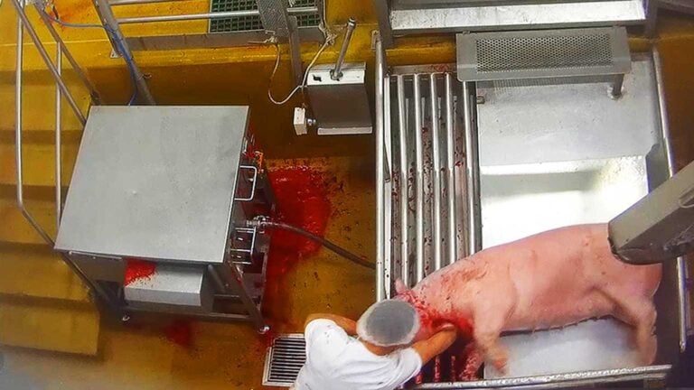 Un opérateur enfonce sa main et son avant bras dans l’incision de saignée d’un cochon