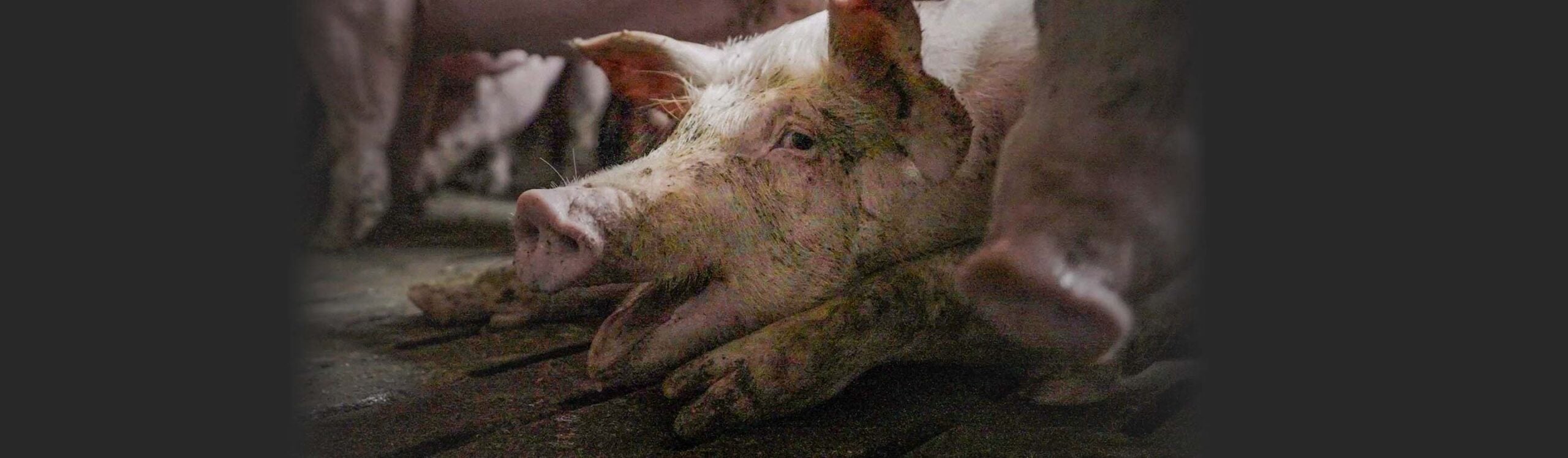 Ce cochon est malade, il est laiss&eacute; sans soin