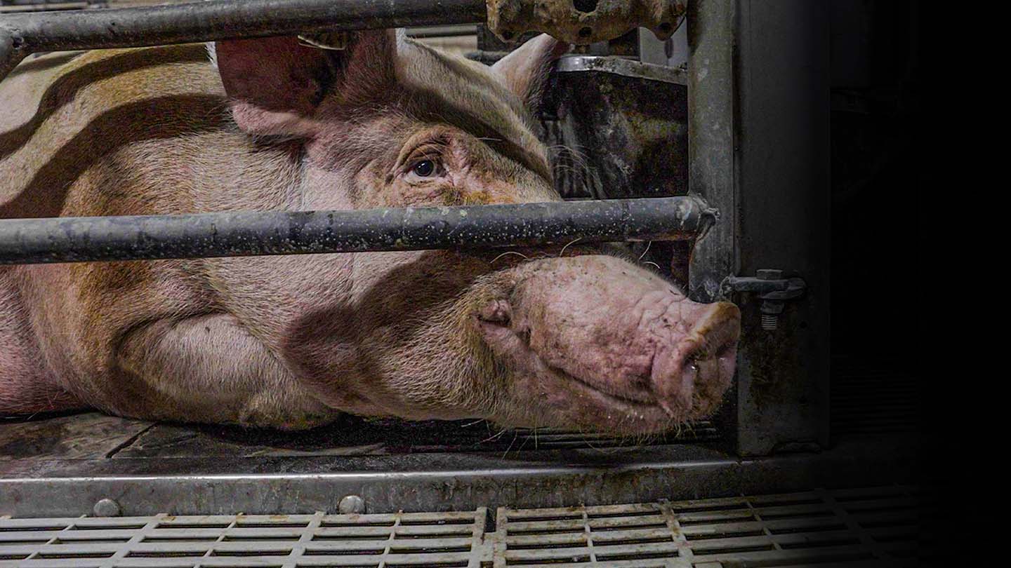 Cette truie est enferm&eacute;e dans une cage d'environ 1m2