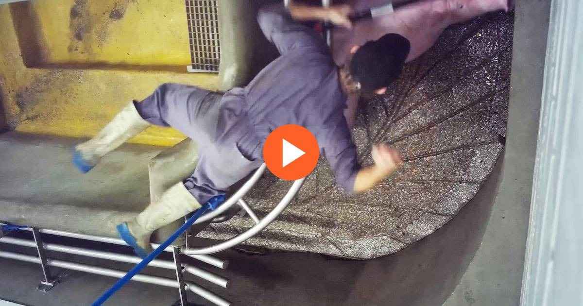 Un ouvrier d'abattoir frappe violemment un cochon