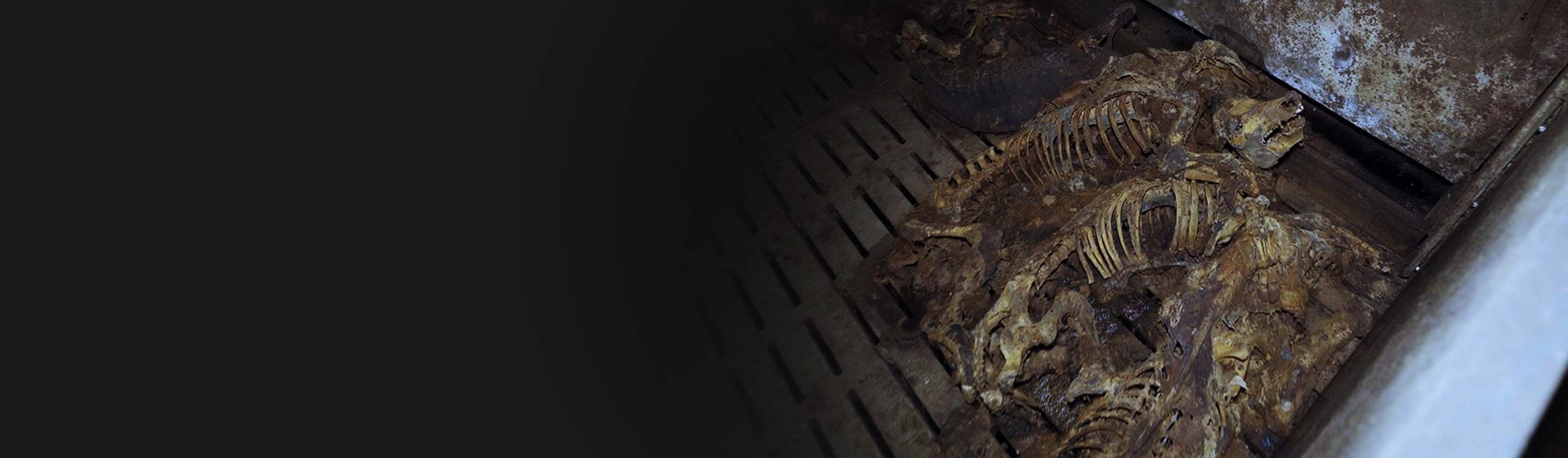 des cadavres dans une case d'&eacute;levage intensif