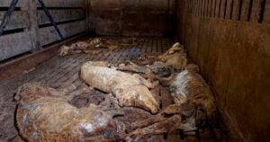 des cadavres dans une case d'élevage intensif