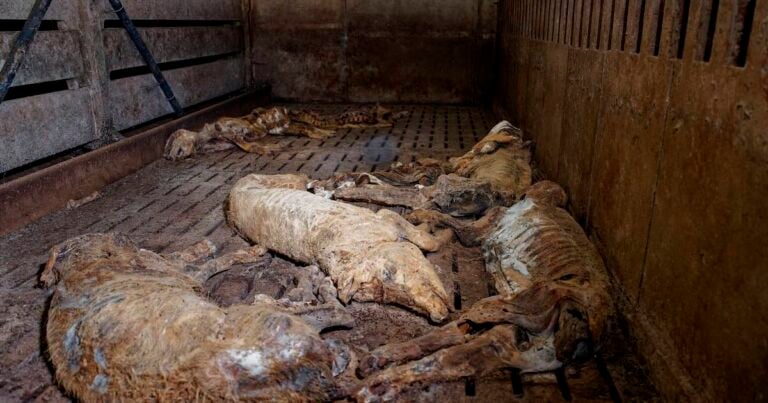 des cadavres dans une case d'élevage intensif