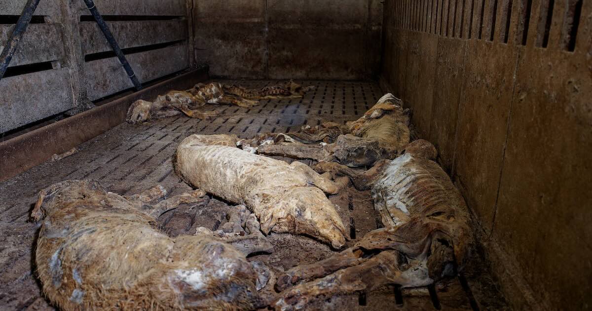Photo: l214.com Over 300 Dead Pigs Found in French Farm: Investigation Opened Following L214 Exposé