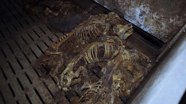des cadavres dans une case d'élevage intensif