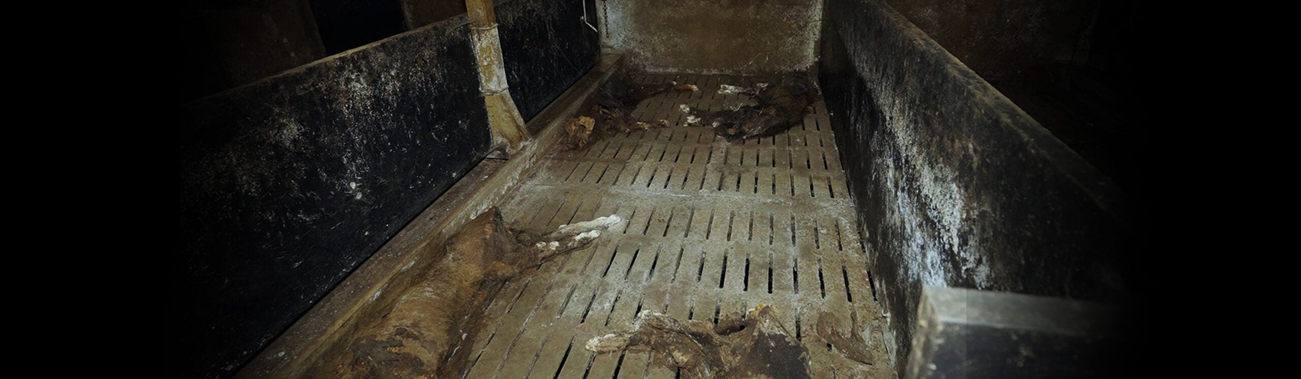des cadavres dans une case d'&eacute;levage intensif