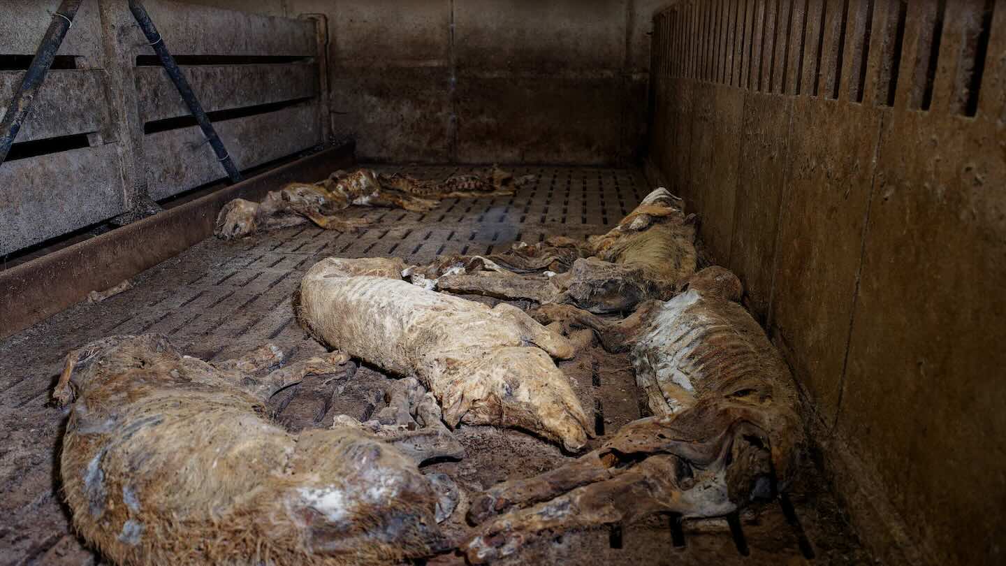 des cadavres dans une case d'&eacute;levage intensif