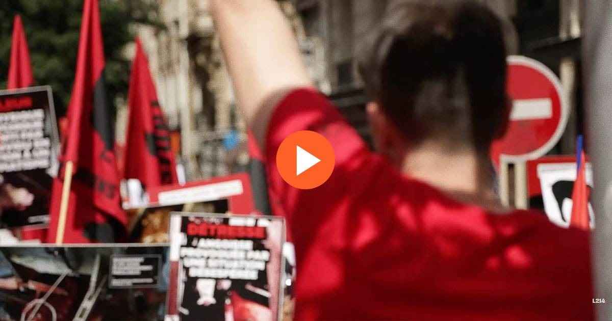 Appel à la mobilisation (vidéo L214 libres de droits)