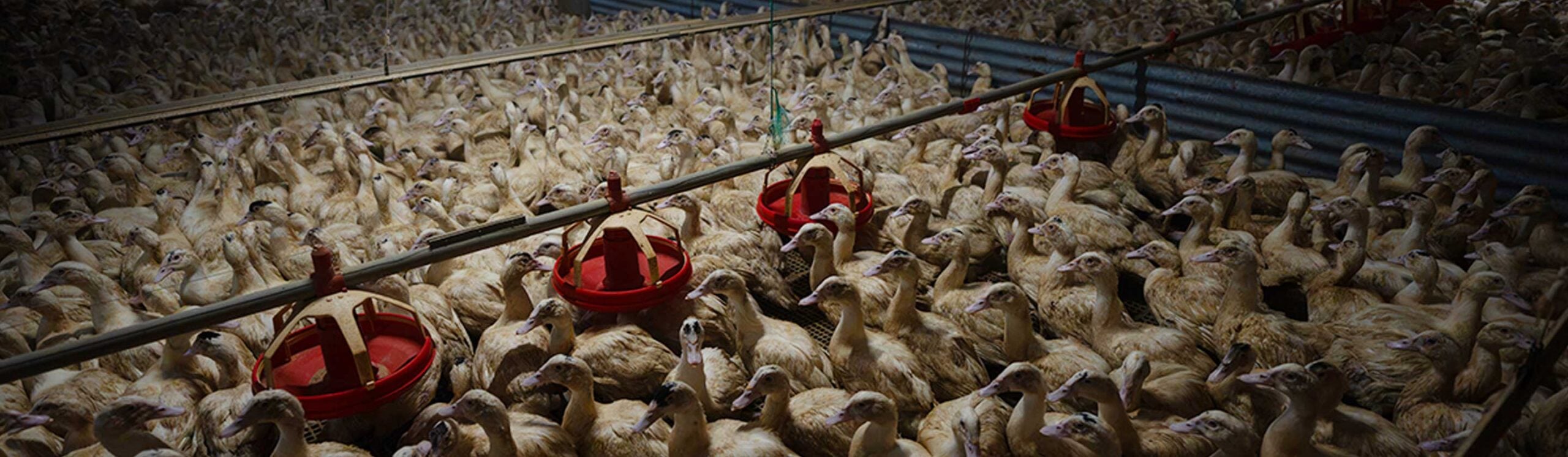 Canards entassés dans un élevage intensif Carrefour