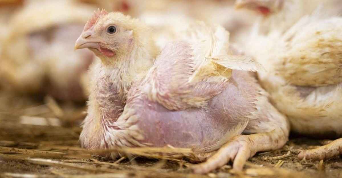 Poulet à croissance rapide dans un élevage du Pas-de-Calais (photo L214 libre de droits)