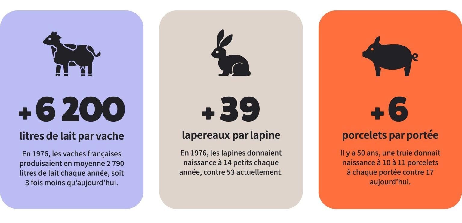 Graphique Page Rapport Insensibles